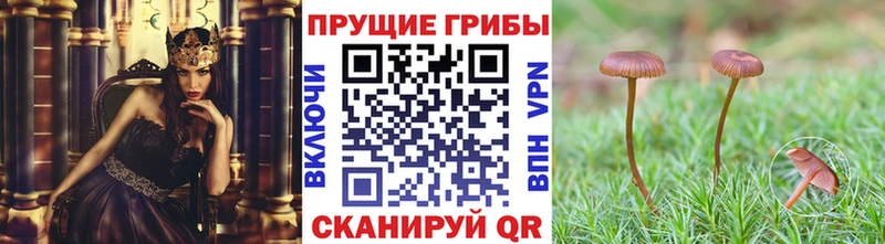 Псилоцибиновые грибы MAGIC MUSHROOMS Купить Ветлуга